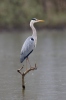 Blauwe reiger