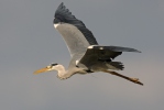 Blauwe reiger