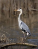 Blauwe reiger