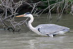 Blauwe reiger