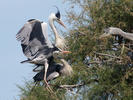 Blauwe reiger