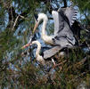 Blauwe reiger