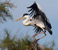 Blauwe reiger