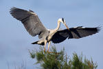 Blauwe reiger