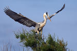 Blauwe reiger