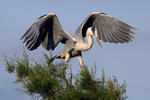 Blauwe reiger