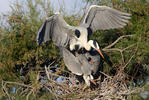 Blauwe reiger