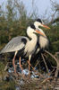 Blauwe reiger