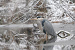 Blauwe reiger