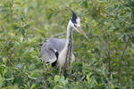 Blauwe reiger