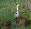 Blauwe reiger