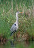 Blauwe reiger