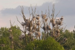 Blauwe reiger