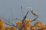 Blauwe reiger