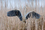 Blauwe reiger