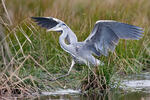 Blauwe reiger