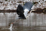 Blauwe reiger