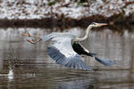 Blauwe reiger