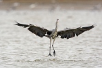 Blauwe reiger