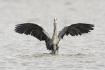 Blauwe reiger