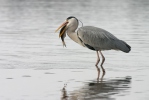 Blauwe reiger