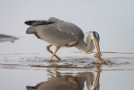 Blauwe reiger