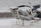 Blauwe reiger