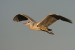 Blauwe reiger