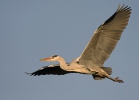 Blauwe reiger