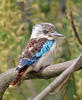 Blauwvleugelkookaburra