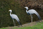 Blue Crane