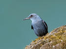 Blue Rock Thrush