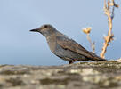 Blue Rock Thrush