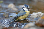 Blue Tit