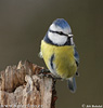 Blue Tit