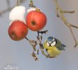 Blue Tit