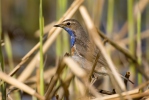 Bluethroat