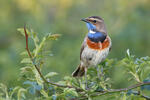 Bluethroat