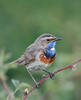 Bluethroat