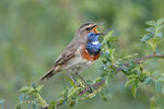 Bluethroat