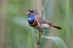 Bluethroat