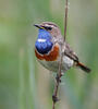 Bluethroat