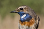 Bluethroat