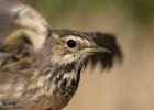 Bluethroat