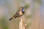 Bluethroat