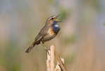 Bluethroat