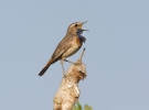 Bluethroat