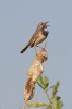 Bluethroat