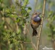 Bluethroat