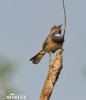 Bluethroat